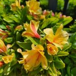 Alstroemeria 'Spring Valley'
