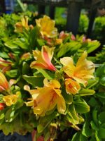Alstroemeria 'Spring Valley'