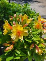 Alstroemeria 'Spring Valley' - Image 2