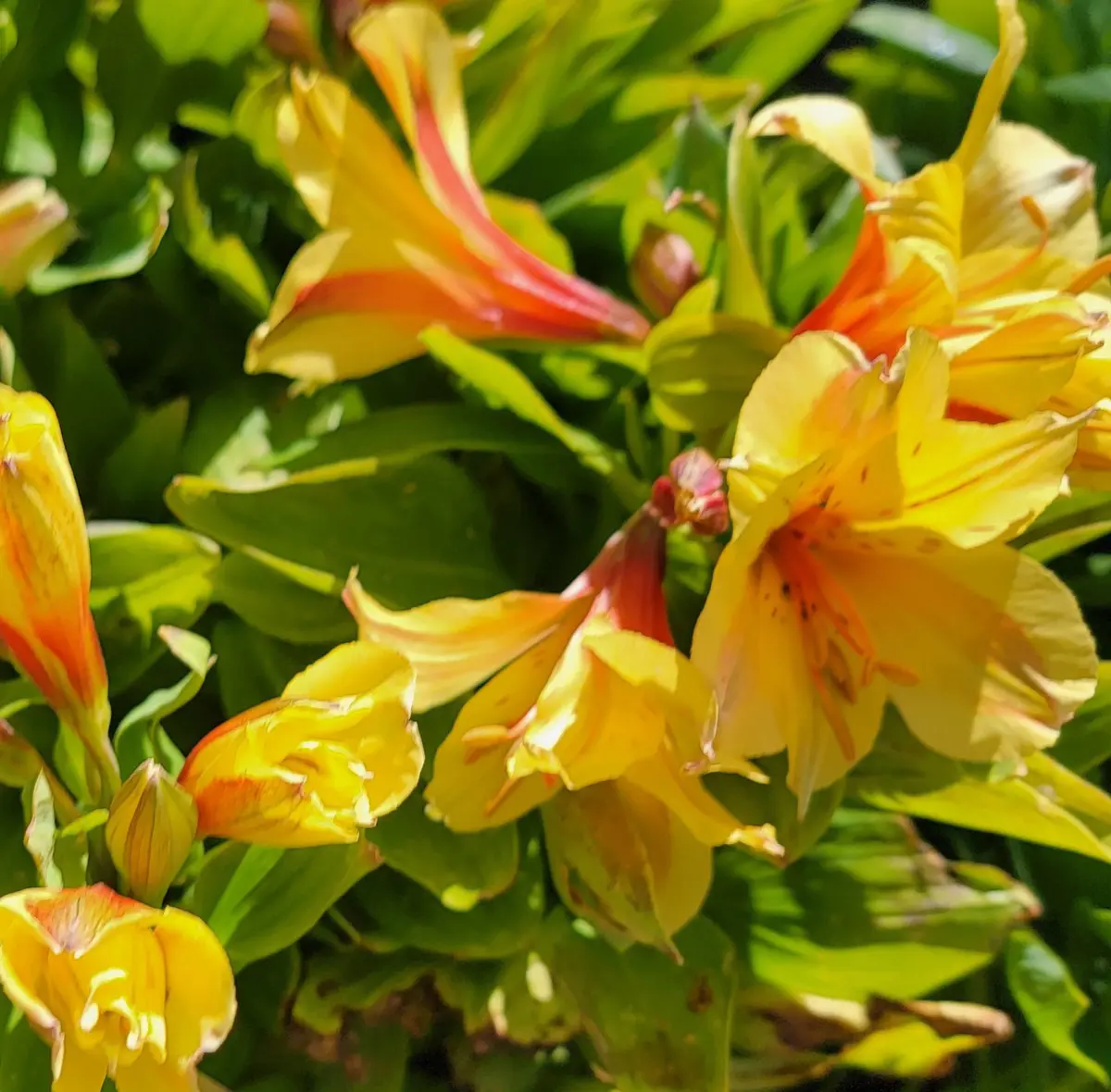 Alstroemeria 'Spring Valley' | Urban Tree Farm Nursery