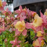 Aquilegia hybrid 'Swan Pink & Yellow'