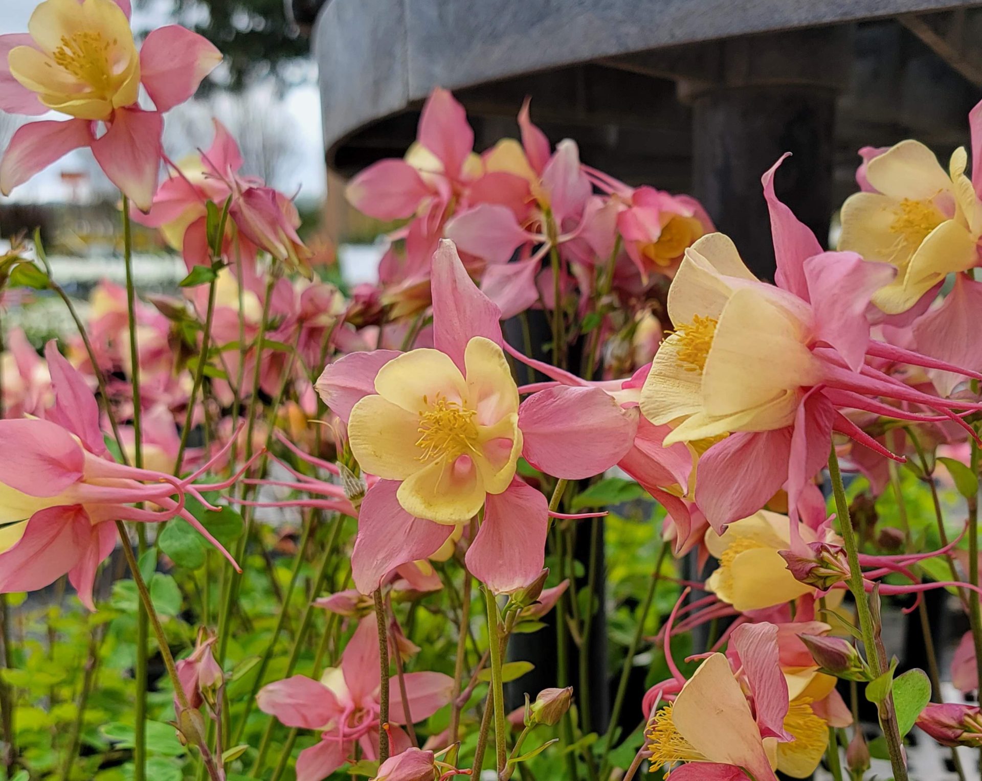 Aquilegia-hybrid-Swan-Pink-Yellow-a Aquilegia hybrid 'Swan Pink & Yellow' - Image 1