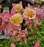 Aquilegia hybrid 'Swan Pink & Yellow' - Image 2
