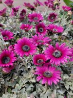 Arctotis 'Majec Fuchsia'