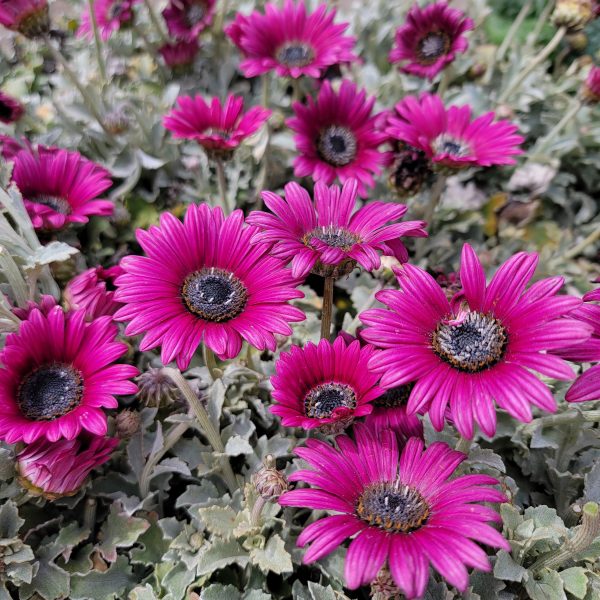 Arctotis 'Majec Fuchsia'