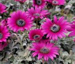 Arctotis 'Majec Fuchsia' - Image 2