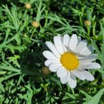 Argyranthemum frutescens 'Everest White'