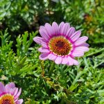 Argyranthemum frutescens 'Grandaisy Pink Halo'