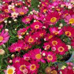 Argyranthemum frutescens 'Meteor Red'