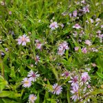 Aster oblongifolius 'Dream of Beauty'