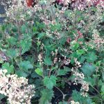 Astilbe chinensis 'Visions in Red'