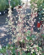 Astilbe chinensis 'Visions in Red' - Image 2