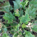 Astilbe chinensis 'Visions in Red' - Image 3