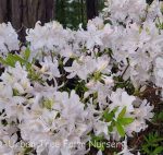 Azalea, Exbury Hybrid 'White Lights'