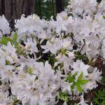 Azalea, Exbury Hybrid 'White Lights'