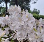 Azalea, Exbury Hybrid 'White Lights' - Image 2