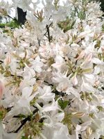 Azalea, Exbury Hybrid 'White Lights' - Image 3
