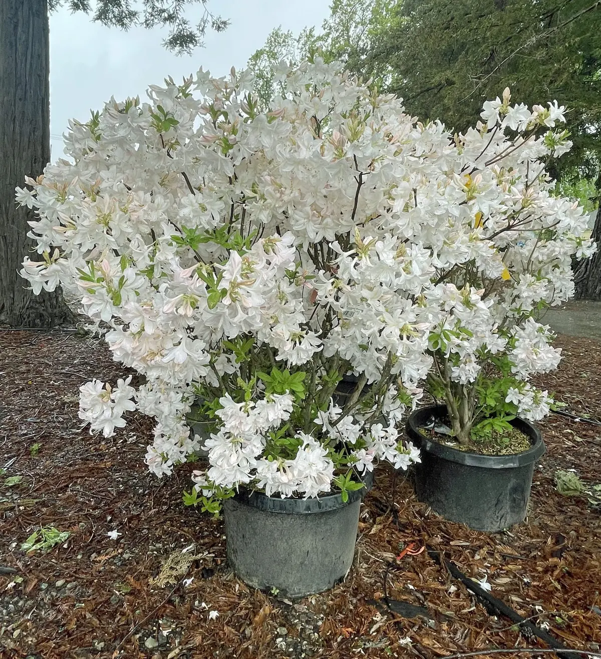 Azalea, Exbury Hybrid 'White Lights' | Urban Tree Farm Nursery