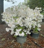 Azalea, Exbury Hybrid 'White Lights' - Image 4