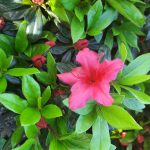 Azalea 'Girard's Crimson'