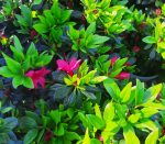 Azalea 'Girard's Crimson' - Image 2