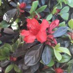 Azalea 'Girard's Hot Shot'