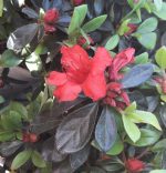 Azalea 'Girard's Hot Shot'