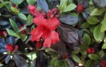 Azalea 'Girard's Hot Shot' - Image 2