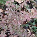 Berberis thunbergii 'Sunjoy Tangelo'