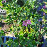 Boronia crenulata 'Shark Bay'