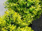 Buxus harlandii
