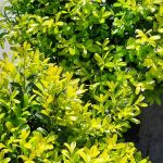 Buxus harlandii