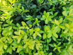 Buxus harlandii - Image 2