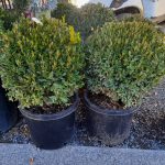 Buxus x 'Green Mountain' GLOBE 24"