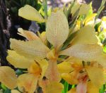 Canna 'Sunshine' - Image 2