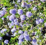 Ceanothus 'Concha' PATIO