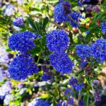 Ceanothus 'Concha'