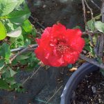 Chaenomeles 'Double Take Pink Storm'