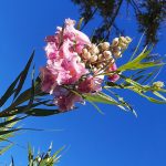 Chilopsis linearis 'Bubba' MULTI