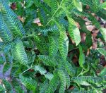 Coniogramme emeiensis 'Golden Zebra'