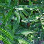 Coniogramme emeiensis 'Golden Zebra' - Image 2