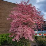 Cornus florida 'Rubra'