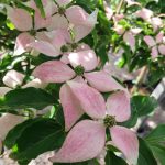 Cornus kousa 'Chinensis' STD