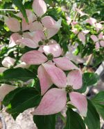 Cornus kousa 'Chinensis' STD