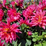 Dahlia XXL 'Ensenada'