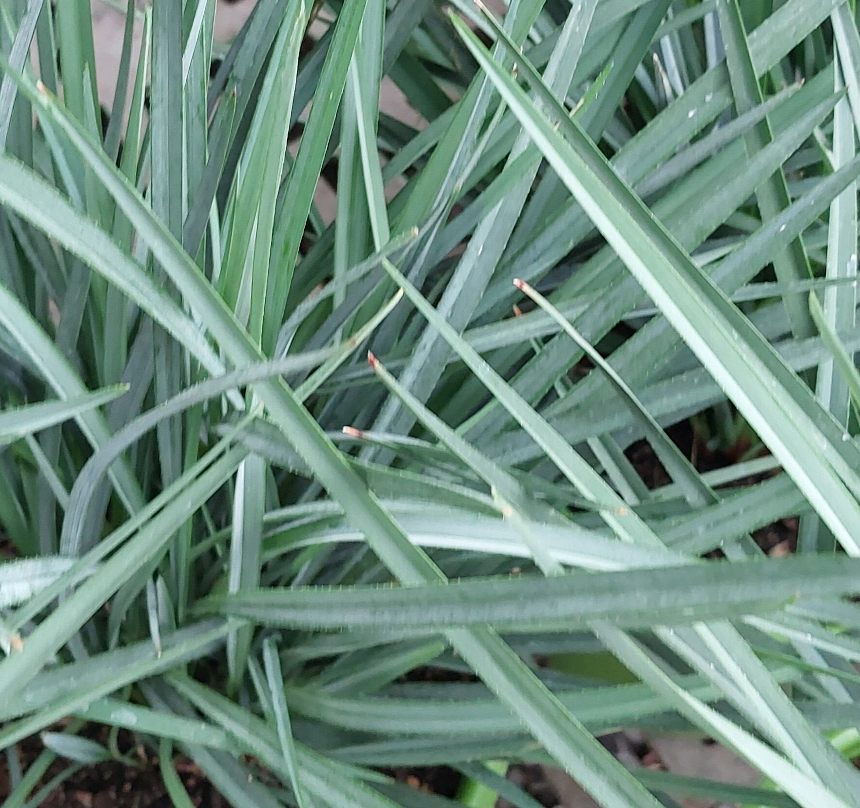 Dianella-revoluta-Coolvista-a Dianella revoluta 'Coolvista' - Image 1