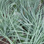 Dianella revoluta 'Coolvista'