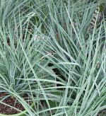 Dianella revoluta 'Coolvista' - Image 2