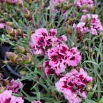 Dianthus caryophyllus 'Odessa Pierrot'
