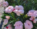 Dianthus caryophyllus 'Oscar Pink'